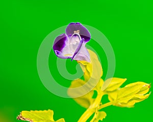 Closeup shot of a light purple Wishbone flower on a green background