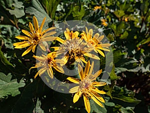 Closeup shot of Ligularia `Osiris Cafe Noir` with golden-yellow daisy flowers. Flat-topped clusters of brown-centred, golden-