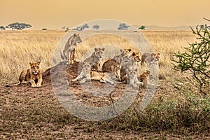 Closeup shot of lionesses