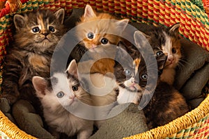 Closeup shot of a litter of cute five kittens laying on a blanket in colorful wicker basket