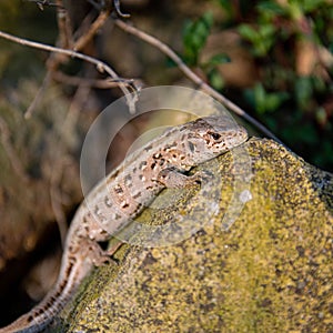 Closeup shot of a lizard sunbathing on a rock