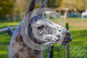 Closeup shot of a Llama with a mixture of black and white colors on its face