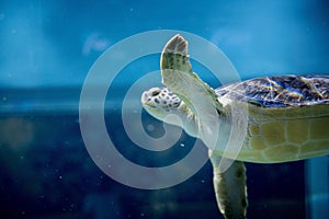 Closeup shot of a loggerhead sea turtle underwater with a blurred background