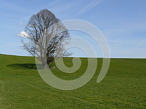 Closeup shot of a lone tree in the middle of the green field