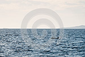 Closeup shot of a lonely dolphin swimming in the ocean