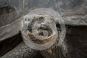 Closeup shot of a lonesome George giant turtle in Galapagos islands