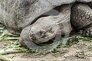 Closeup shot of a lonesome George giant turtle in Galapagos islands