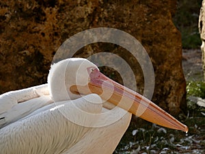 Closeup shot of a long-beaked pelican in Antarctica