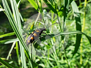 Closeup shot of longhorn beetle Leptura quadrifasciata sitting on grass blade in summer. Black Beetle with four continuous