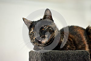 Closeup shot of a looking tortoiseshell cat lying down on black surface