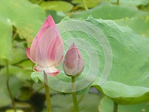 Closeup shot of lotus flower buds