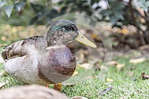 Closeup shot of a lovely duck walking in the garden
