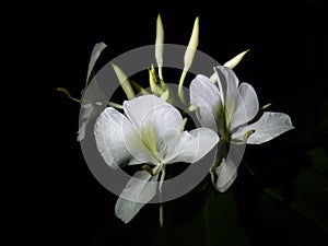 Closeup shot of lovely Ginger Lily flower isolated over black background