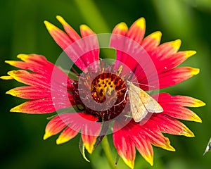 Closeup shot of a Loxostege sticticalis on the blanket flowers on a sunny day photo