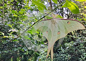 Closeup shot of a luna moth resting in nature tropical forest habitat