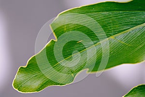 Closeup shot of a lush, vibrant green leaf, with intricate details and veins visible in the texture