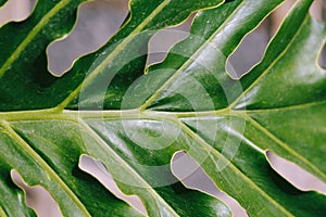 Closeup shot of a lush, vibrant green leaf, with intricate details and veins visible in the texture