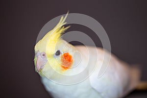 Closeup shot of a lutino cockatiel on a blurred background