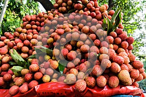 A closeup shot of Lychee on a roadside fruit vendor. Lychee is the sole member of the genus Litchi in the soapberry family,