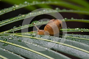 Closeup shot of a lymnaeidae on green leaf