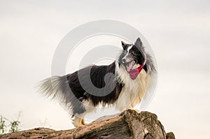 Closeup shot of a Mackenzie River husky standing on a piece of wood