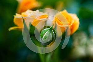 Closeup shot or macro of a rich orange or light yellow rose