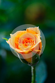 Closeup shot or macro of a rich orange or light yellow rose