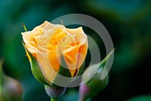 Closeup shot or macro of a rich orange or light yellow rose