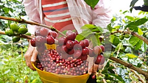 Closeup shot of a male adult with basket of cherry red coffee beans in the garden