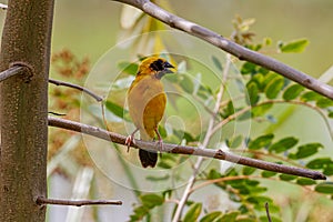 Closeup shot of the male Asian golden weaver perched on the tree branch