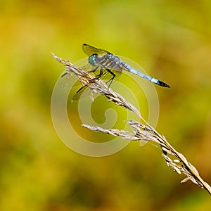 Closeup shot of a male blue dasher dragonfly on a dry plant