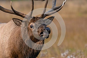 Closeup shot of a male elk during the rutting season