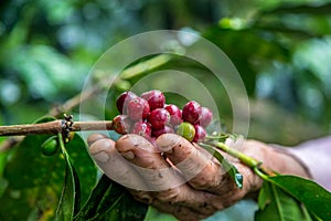 Closeup shot of male hand picking cherry red coffee beans on the tree