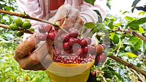 Closeup shot of male hands picking cherry red coffee beans