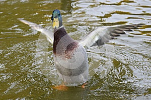 Closeup shot of a male mallard flapping its wings in a river