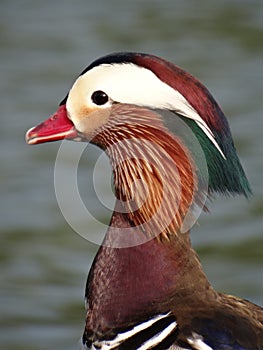 Closeup shot of a male mandarin duck photo