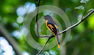 Closeup shot of a male minivet bird resting on a small twig