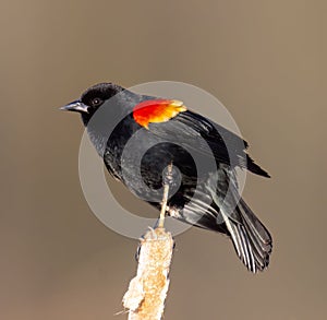 Closeup shot of a male red-winged blackbird, Agelaius phoeniceus.