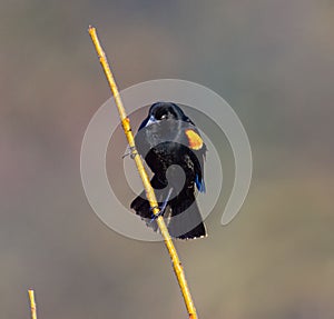 Closeup shot of a male red-winged blackbird, Agelaius phoeniceus.