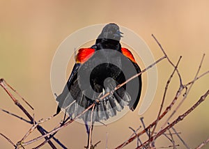 Closeup shot of a male red-winged blackbird, Agelaius phoeniceus perched on a tree branch.