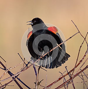 Closeup shot of a male red-winged blackbird, Agelaius phoeniceus perched on a tree branch.
