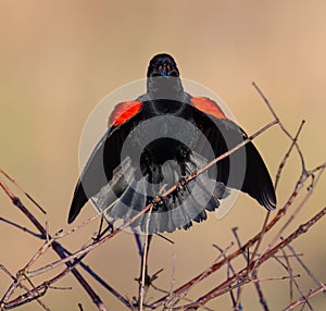 Closeup shot of a male red-winged blackbird, Agelaius phoeniceus perched on a tree branch.