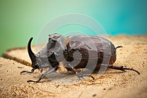 Closeup shot of male Rhinoceros beetle Oryctes nasicornis