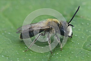 A closeup shot of a male small sallow mining bee Andrena praecox