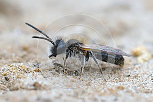 Closeup shot of a male small sallow mining bee on the sandy soil, Andrena praecox