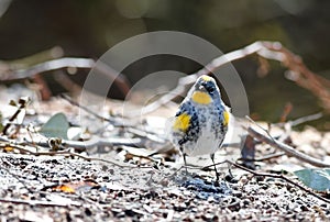 Closeup shot of a male yellow-rumped warbler, Setophaga coronata.