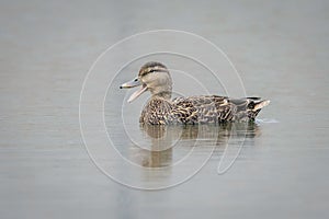 Closeup shot of a mallard duck swimming on the surface of the water and quacking