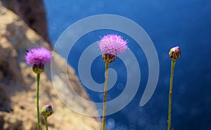 Detallado de maltés país flores el mar en 