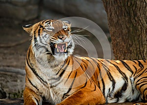 Closeup shot of a Malyan Tiger at Zoo Tampa