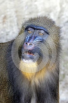 A closeup shot of Mandrill Mandrillus sphinx